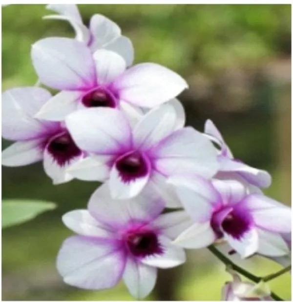 Dendrobium_apichart_rainbow(medium_size)